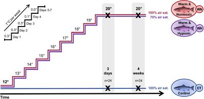 DNA Methylation Dynamics in Atlantic Salmon (Salmo salar) Challenged With High Temperature and Moderate Hypoxia